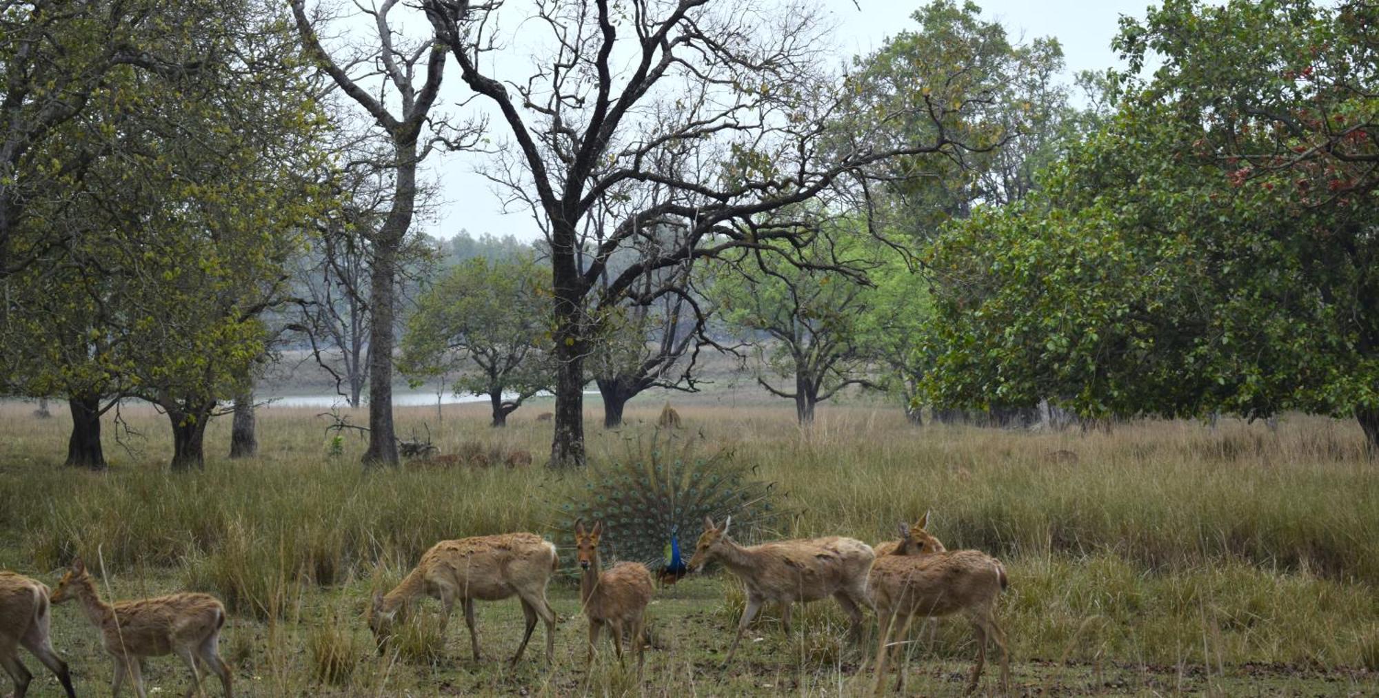 Athulyam Kanha, Kanha National Park, Mukki Gate Khāpa 외부 사진